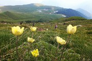 95 Pulsatilla alpina sulfurea